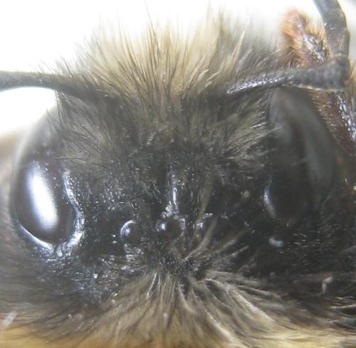 Bombus sp.